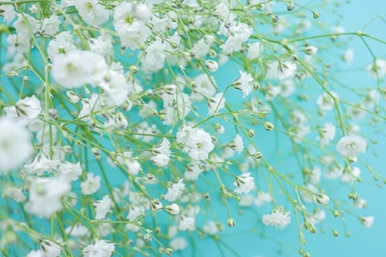 かすみ草